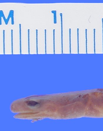 Media type: image; Herpetology A-24088